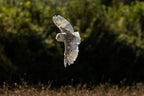 Canon RF 200-800mm f/6.3-9 IS USM Lens