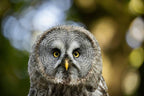 Canon RF 200-800mm f/6.3-9 IS USM Lens